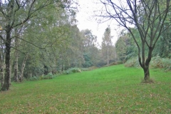 Silver Birch site