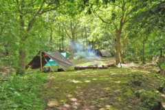 Woodland glade